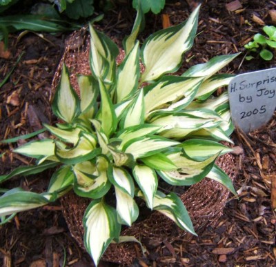 Surprised By Joy - new spring 2005. this mini Hosta is a magnet for slugs. The copper collar seems to help a bit.