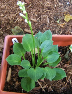 Teaspoon - new spring 2008. A cute little (at least for now) Hosta. I understand the clump can get large rather quickly.
