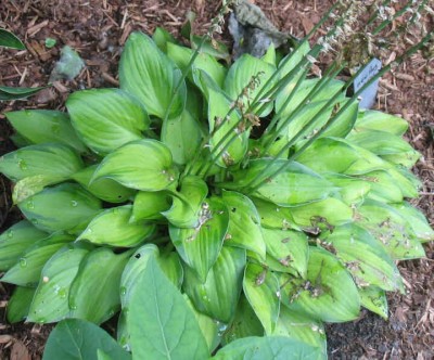 Tick Tock - new spring 2006. Nice faast growing plant which blooms profusely.