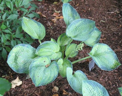 Tokudama Aureonebulosa - new spring 2003. Slow grower and looks exactly like its sport, Blue Shadows - at least so far.