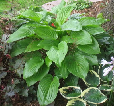 Venus - new spring 2006. A lovely green Hosta. In warm summers it rewards me in late August with a HUGE, triple, fragrant, white bloom.