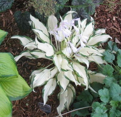 White Christmas - new spring 2006. This is a WONDERFUL hosta. Gets a lot of light and morning sun and has never melted out or sunburned.
