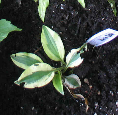 White Dove - new spring 2008. Very, very small. Arrived with several rotten leaves but is showing good new growth. I'm looking forward to next year.