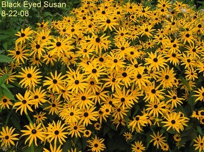 Black Eyed Susan (3) [640x480].JPG