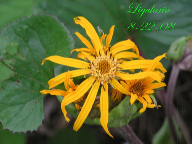 Ligularia [640x480].JPG