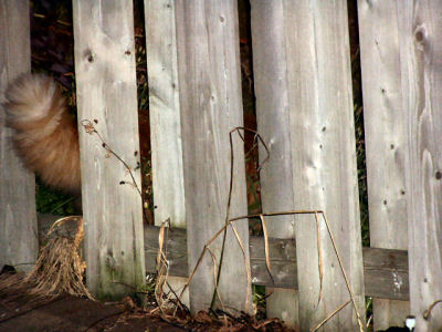 tail going thru fence.jpg