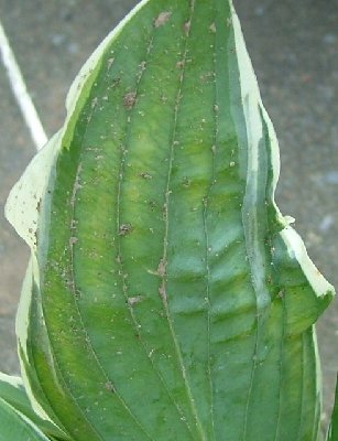 back of leaf