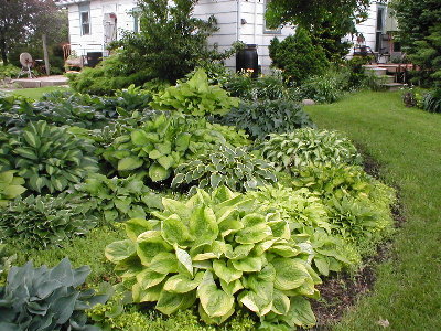 Here's a seriously limey section of a hosta bed