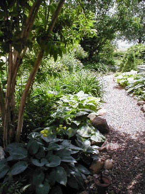 This is the backside of the bed along the drivway.   A bit too much sun to really see the hostas here, but there is Hadspen Blue, St Paul, August Moon (talk about an oldie-but-goodie!), Lunar Orbit, ventricosa Aureomaculata, and many more.  You can see that some of them are in nearly full sun.