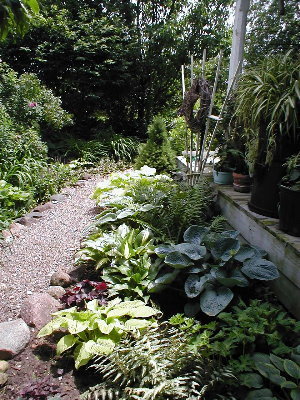 Here is the other side of the gravel path.  One of my top ten hostas is Love Pat, another old standby, and also in this garden are Peace, Rosedale Golden Goose, Temple Bells, American Sweetheart, Frosted Jade (slow growing but an incredible plant at maturity) and Lakeside Symphony, along with a few volunteer seedlings I haven't had the heart to weed out.