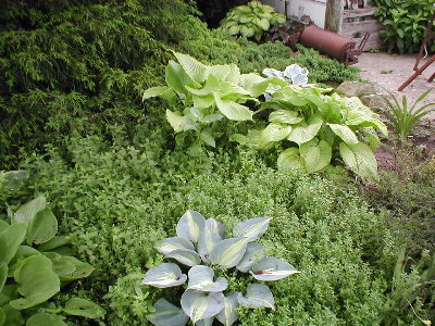 As you round the corner, you see this farily new bed.   The ground cover here is a combination of thyme and a creeping veronica.   On the left edge you see the leaves of the volunteer seedling, and next is Touch of Class.  In the back are Grand Canyon, Color Parade, and behind them is First Frost.