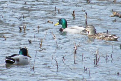 Mallards