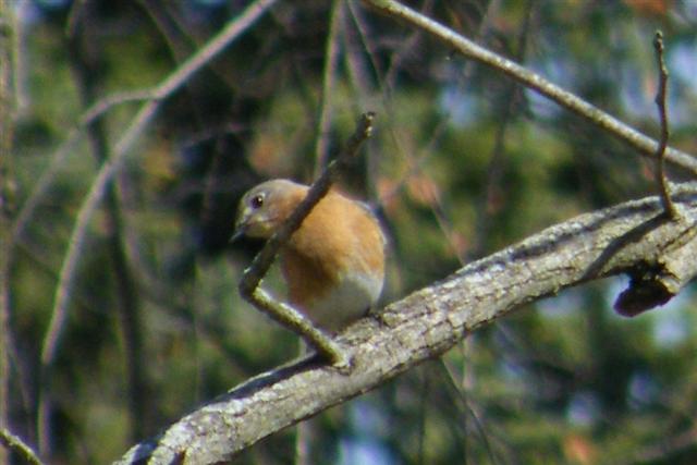 Female Blue Bird