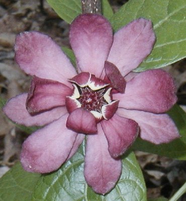 xSinocalycalycanthus raulstonii 'Hartlage Wine' - Small.jpg