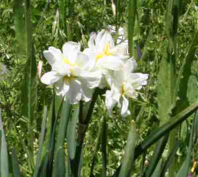 Last Daffodill.jpg