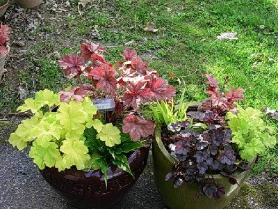 Left Citronelle, Encore, &amp; Hosta Electrocution! Right Hakenachloa All Gold, Heuchera Peach Melba, Key Lime Pie, &amp; Mocha Mint!