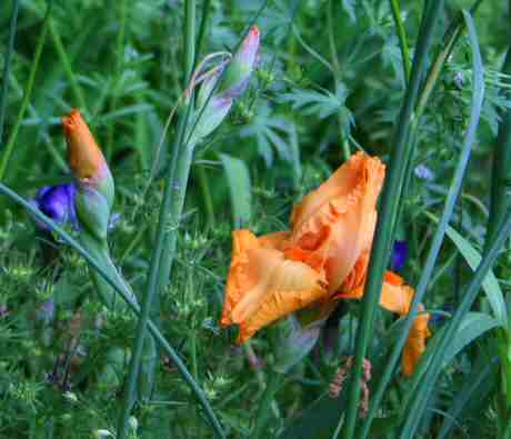 Pair of Orange Iris.jpg