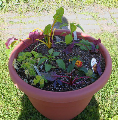 DSCN0007-planter-1-ed.jpg