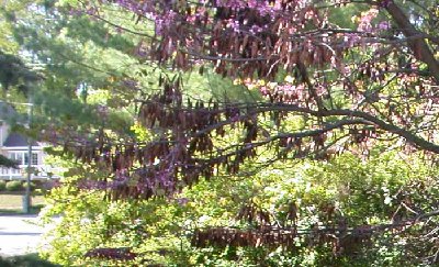 DSCN0016 redbud seed pods.jpg