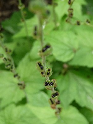 Close-up of the scape with seed capsules.