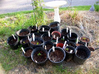 DSCN0033 dahlias in pots.JPG