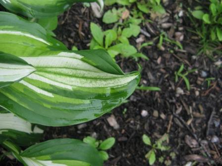 sick white hosta