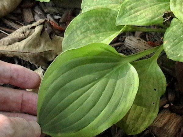 normal leaf on the same plant