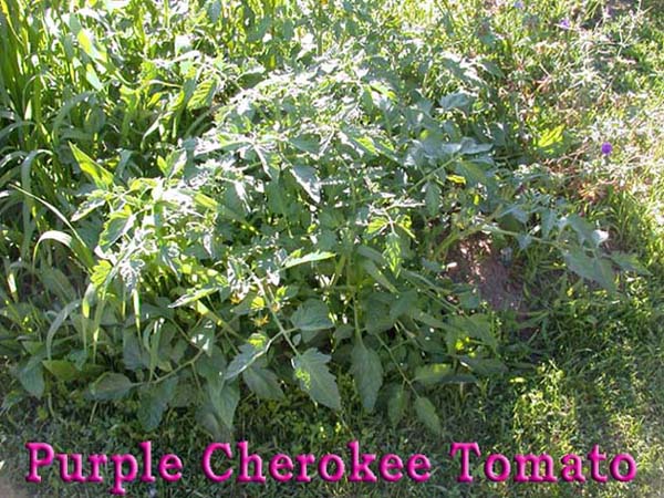 DSCN0307 purple cherokee.jpg