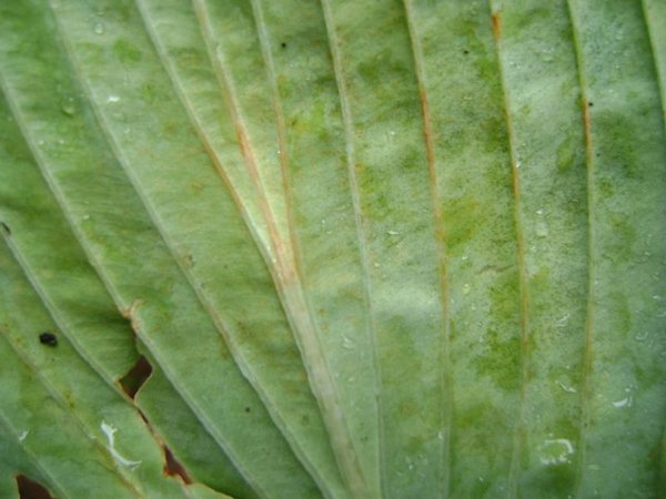 Climax under leaf