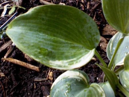 blue ivory streaked 2_July 2009.jpg