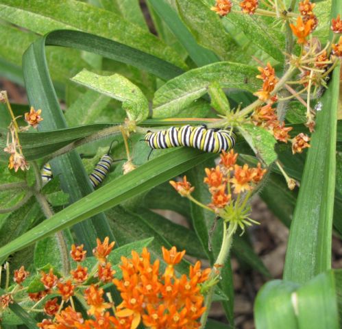 Monarch & Butterfly weed [640x480].JPG