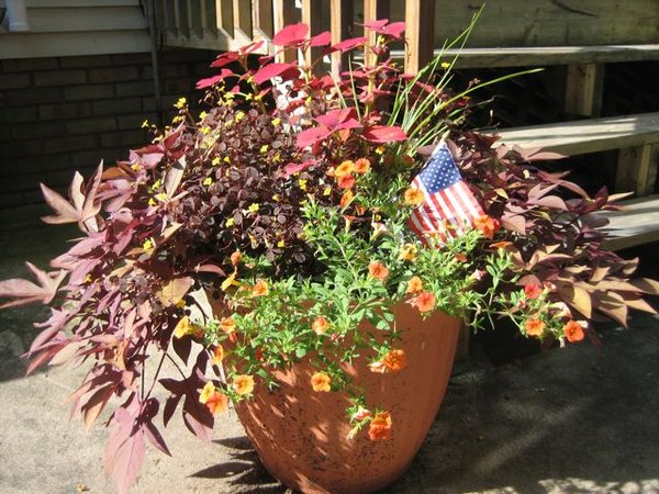 Warm colored annuals 2009