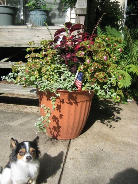 Hot pink annuals 2009