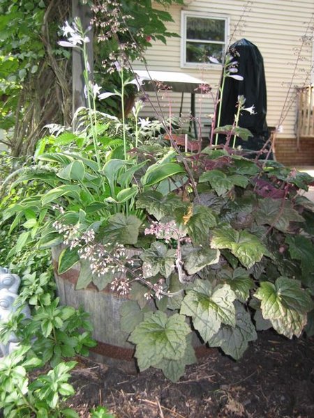 Hosta, fern, heuchera planter 2009