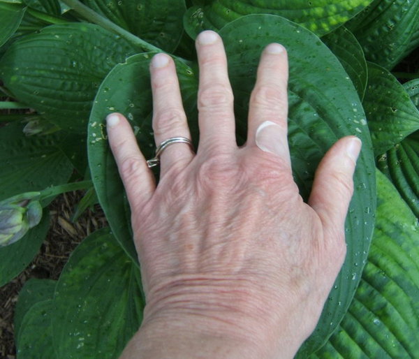 A leaf with my hand for size.