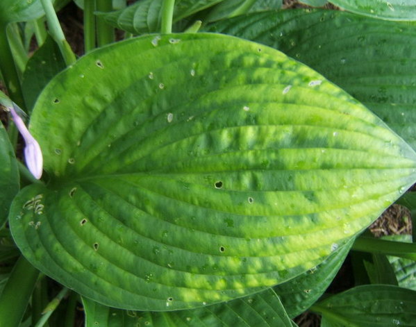 One mottled leaf.