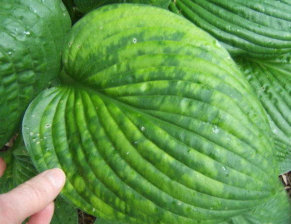 Another mottled leaf.