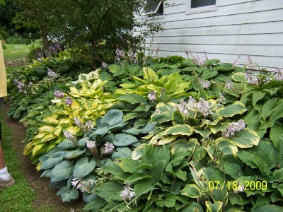 Hosta's only 4 years old.