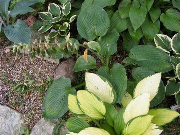 Bressinham Blue with seeds..JPG