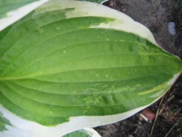 Hosta 1.jpg