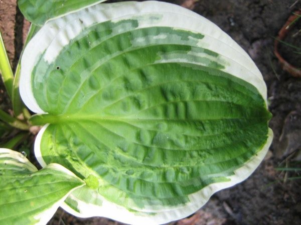 Hosta 3.jpg