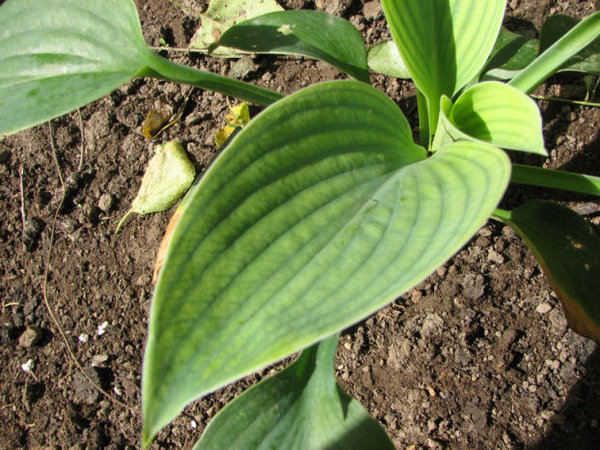 Showing new growth habit