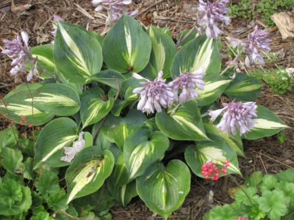 Hosta road bed Touch of Class.JPG