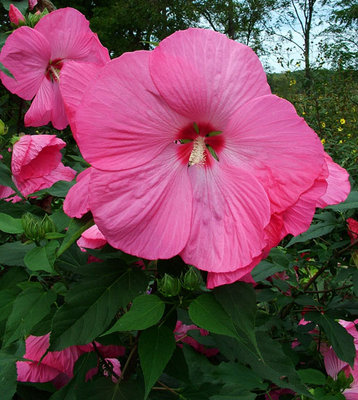 Hibiscus-Pink-Elephant.jpg