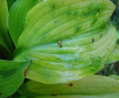 09 AUGUST hostas, HVX emma cottage 034.jpg