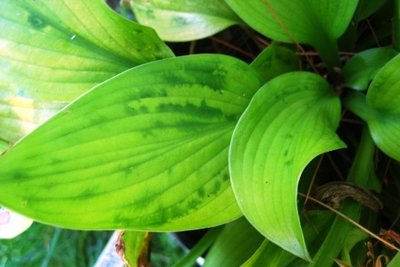 09 AUGUST hostas, HVX emma cottage 035.jpg