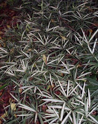 This is a row of 50 starter plants - has grown into a thick mass, but hasn't been invasive.