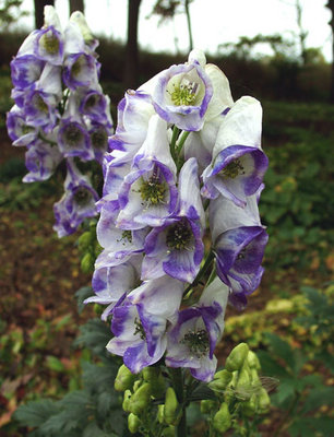 monkshood-aconitum.jpg