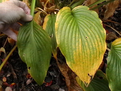 unknown compared to Fortunei Albopicta on right  October 24, 2009