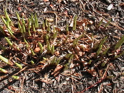 here is the unknown clump starting out  April 5, 2009